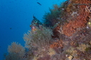 Mérou (541 visits) Mérou en savoir plus sur Epinephelus marginatus
Mérou