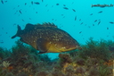 Mérou (515 visits) en savoir plus sur Epinephelus marginatus
Mérou