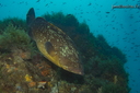 Mérou (508 visits) Mérou en savoir plus sur Epinephelus marginatus
Mérou