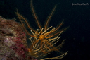 Comatule (494 visits) en savoir plus sur Antedon mediterranea spp
Comatule
