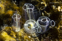 Clavelines (446 visits) en savoir plus sur Clavelina lepadiformis
Clavelines