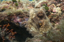 Poulpe (405 visits) en savoir plus sur Octopus vulgaris
Poulpe