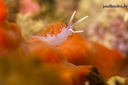 Calmella (395 visits, rating score 4.80) en savoir plus sur flabellina cavolini
Calmella