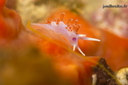 Calmella (390 visits) en savoir plus sur flabellina cavolini
Calmella