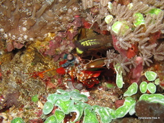 squille multicolore