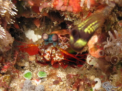 squille multicolore