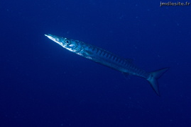 barracuda	