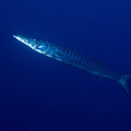 barracuda	