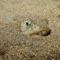 POISSON-LÉZARD DE SABLE ?