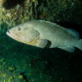 Mérou