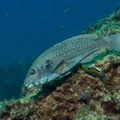 Poisson-perroquet méditerranéen (mâle)