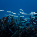 ambiance sardines ?