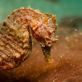 Hippocampe à museau court