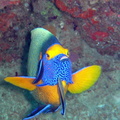 poisson ange à front jaune