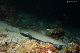 Requin pointe blanche	