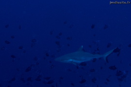 Requin gris de récif	