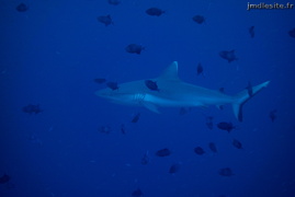 Requin gris de récif	