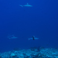 Requins gris de récif	