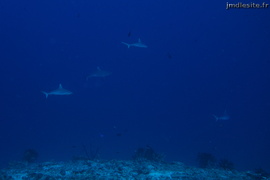 Requins gris de récif	