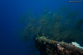Corail noir tropical	
