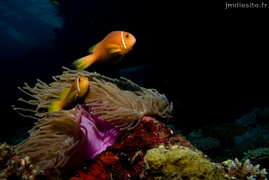 poisson clown des maldives