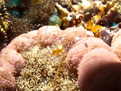 Crevette queue de paon sur une anemone adh?sive (pizza)
