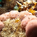 Crevette queue de paon sur une anemone adh?sive (pizza)