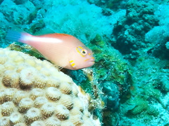 poisson eperevier