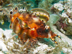 pterois ocell