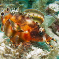 pterois ocell
