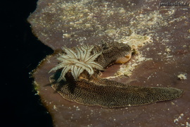 Glossodoris stellata