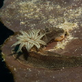 Glossodoris stellata