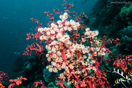 ambiance corail