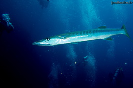 Grand barracuda	