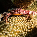 Crabe corallicole à pois rouges	