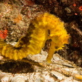 hippocampus doré