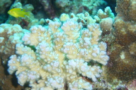 DSC00791 corail a verrues sp