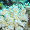 DSC00791 corail a verrues sp