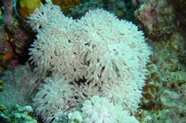 DSC00794 corail plume
