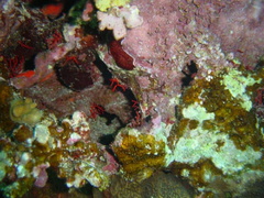 DSC01064 corail rouge