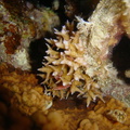 DSC01220 corail et crabe