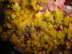 DSC01252 corail dore