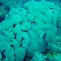 DSC01256 corail bulle