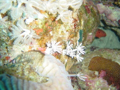 DSC01286 corail etoile