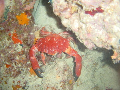 DSC01308 crabe