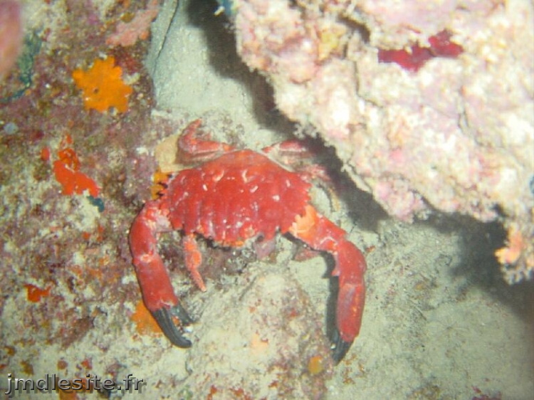 DSC01308_crabe.jpg