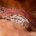 Pink hairy squat lobster (Lauriea siagiani)