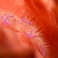 Pink hairy squat lobster (Lauriea siagiani)