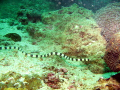anguille serpent annel&eacute;e