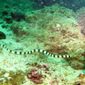 anguille serpent annelée